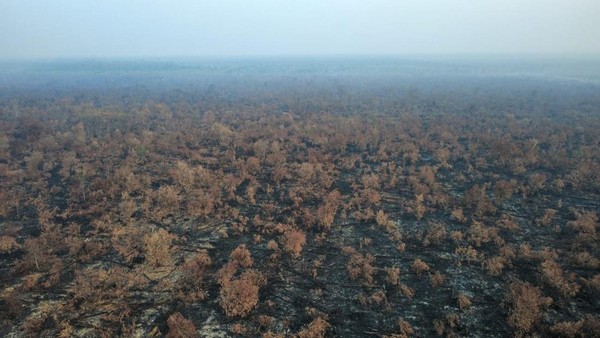 pantauan-drone-kondisi-karhutla-di-kerumutan-pelalawan-per-2-september-2026-sudah-nihil-titik-api-1788338747998_169